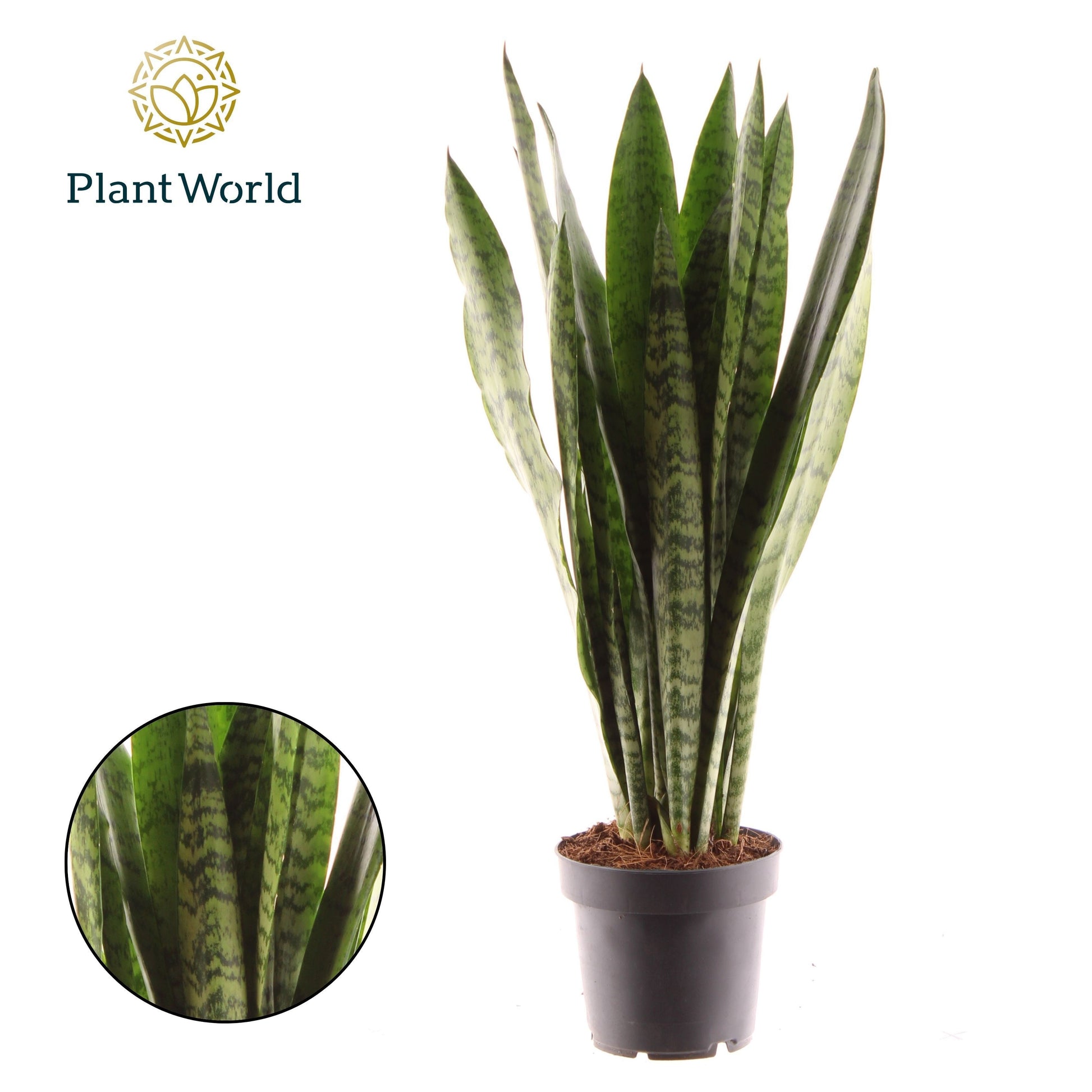 Sansevieria Zeylanica 45cm 12cm Pot