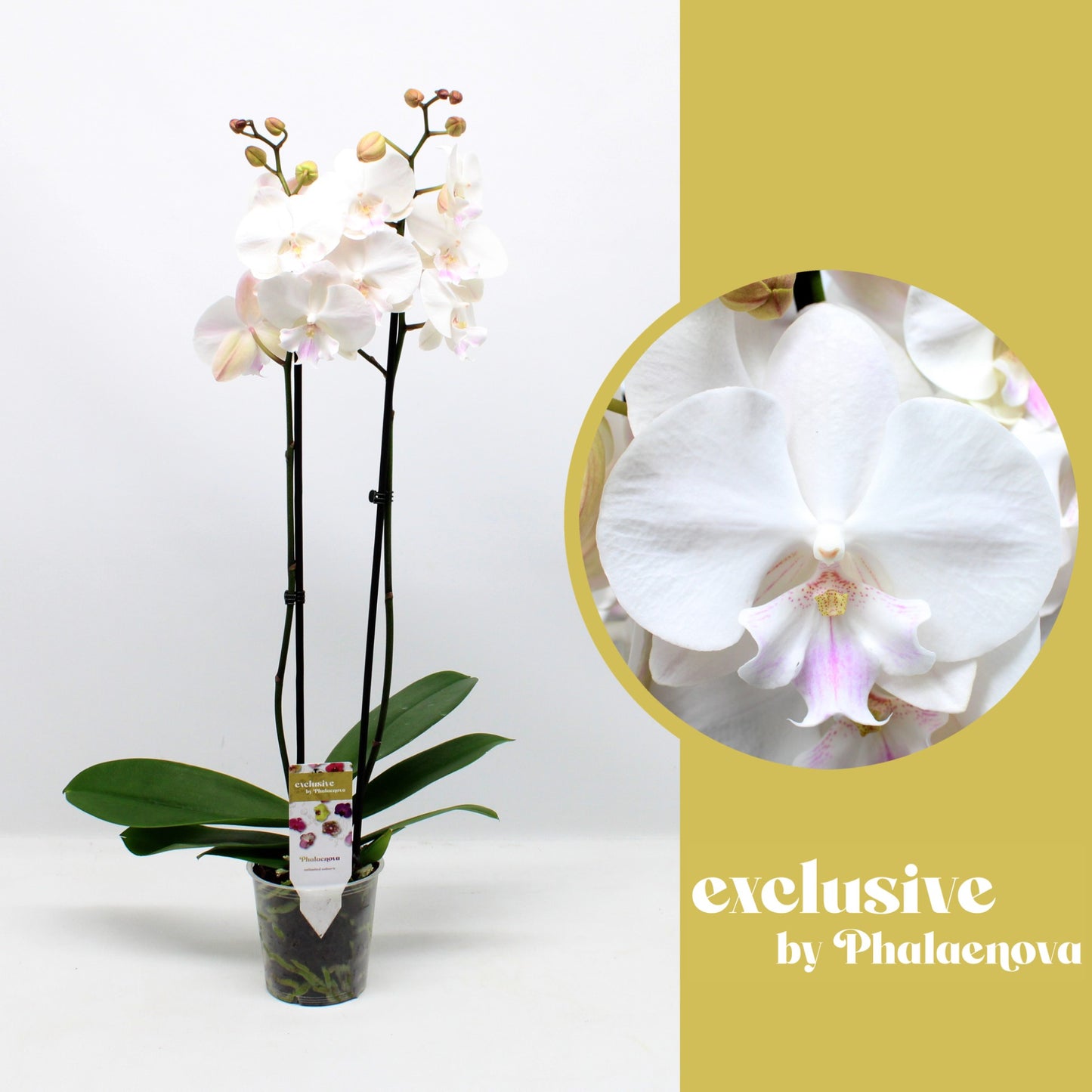 Phalaenopsis Manta Mindoro 70cm 12cm Pot