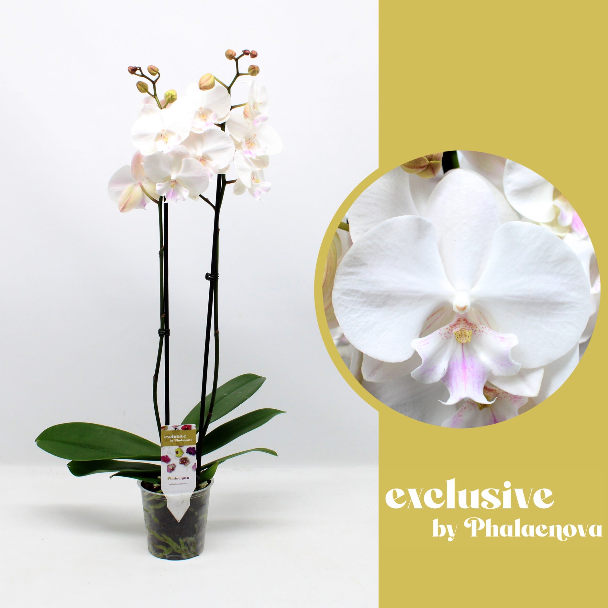 Phalaenopsis Manta Mindoro 70cm 12cm Pot