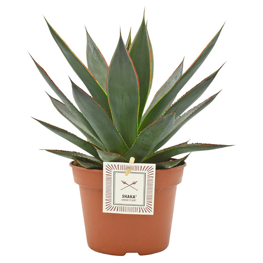 Agave Shaka Zulu 25cm 15cm Pot