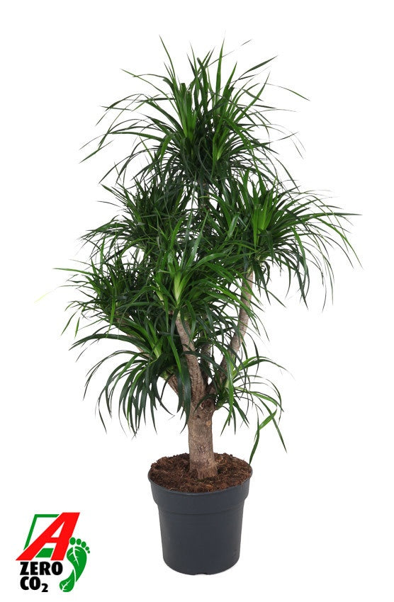 Dracaena reflexa 160cm 34cm Pot