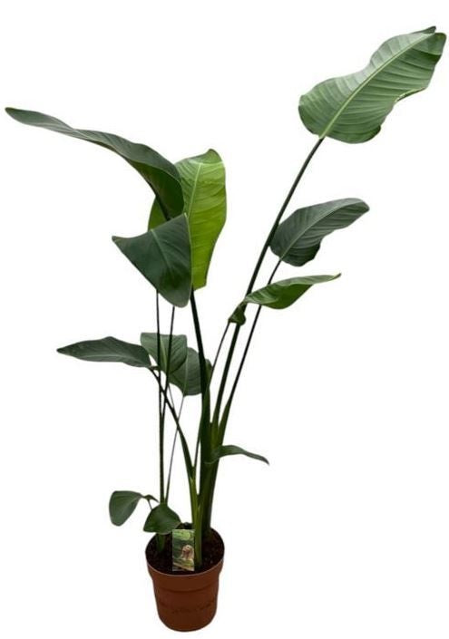 Strelitzia nicolai 140cm 21cm Pot