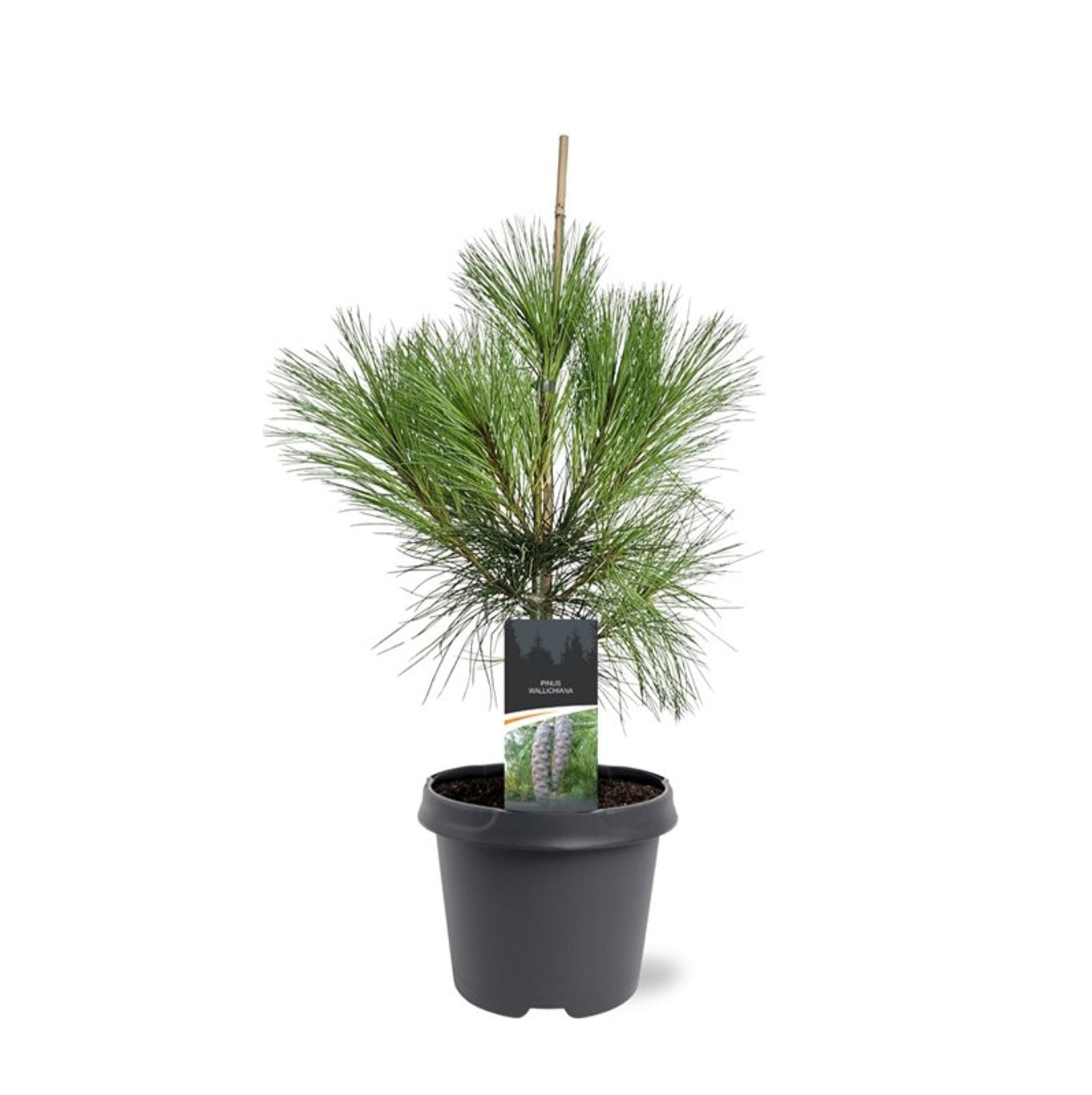 Pinus wallichiana 65cm 23cm Pot