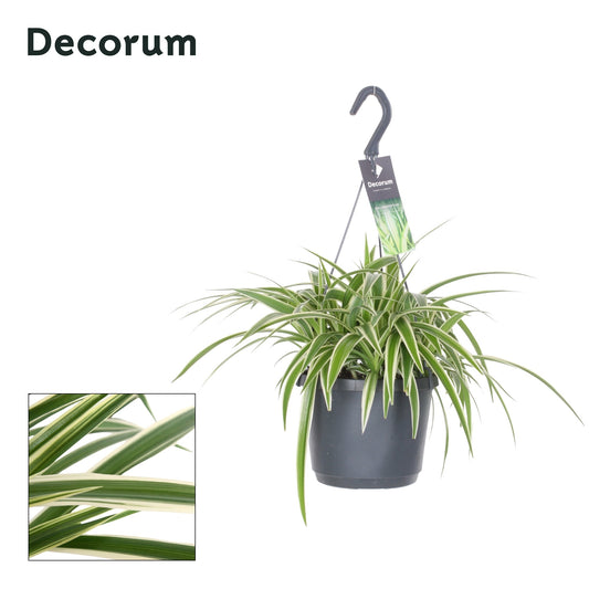 chlorophytum-laxum-35cm-17cm-pot