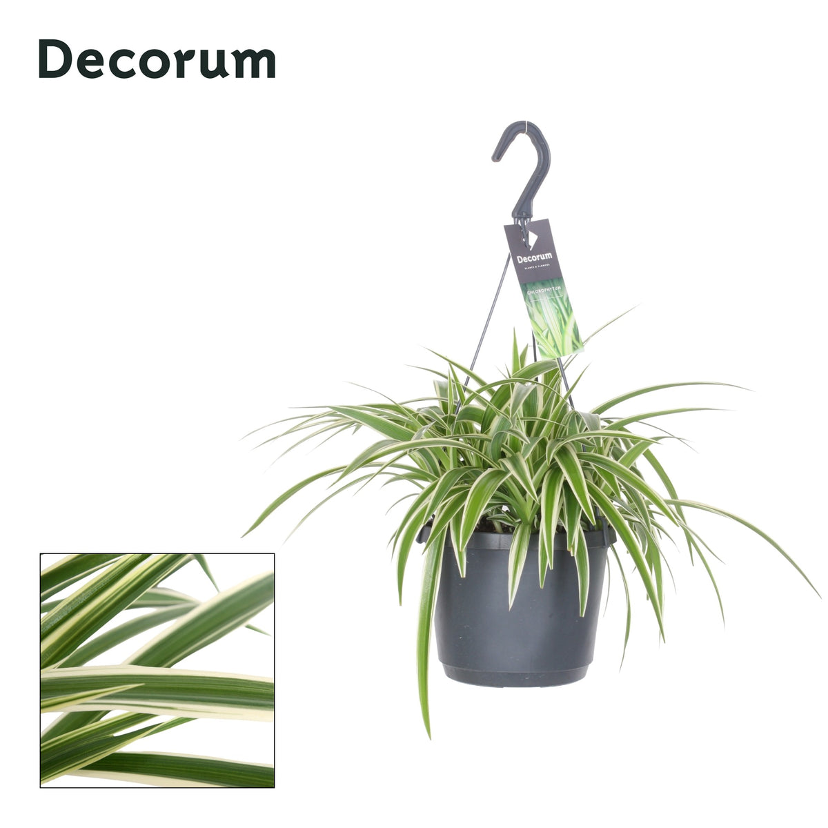 Chlorophytum laxum 35cm 17cm Pot