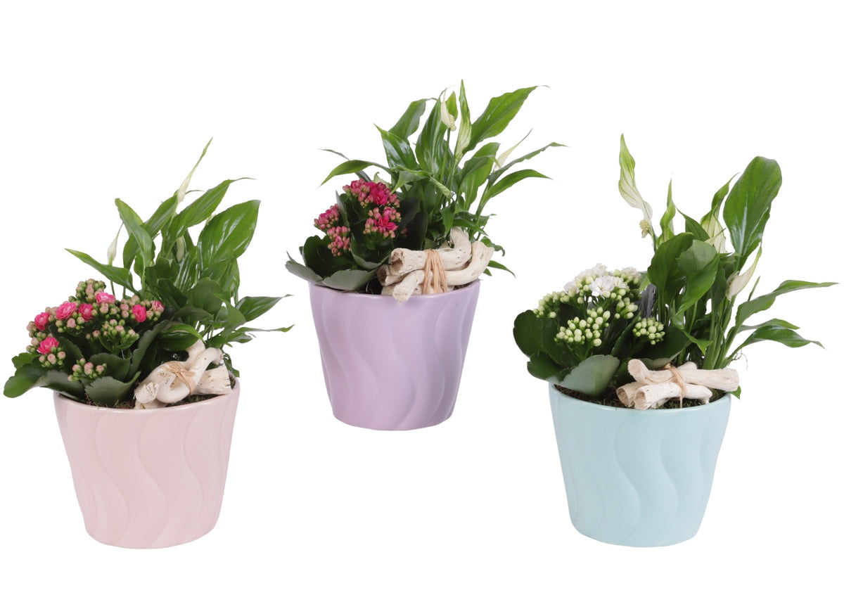 Indoor arrangement 30cm 14cm Pot