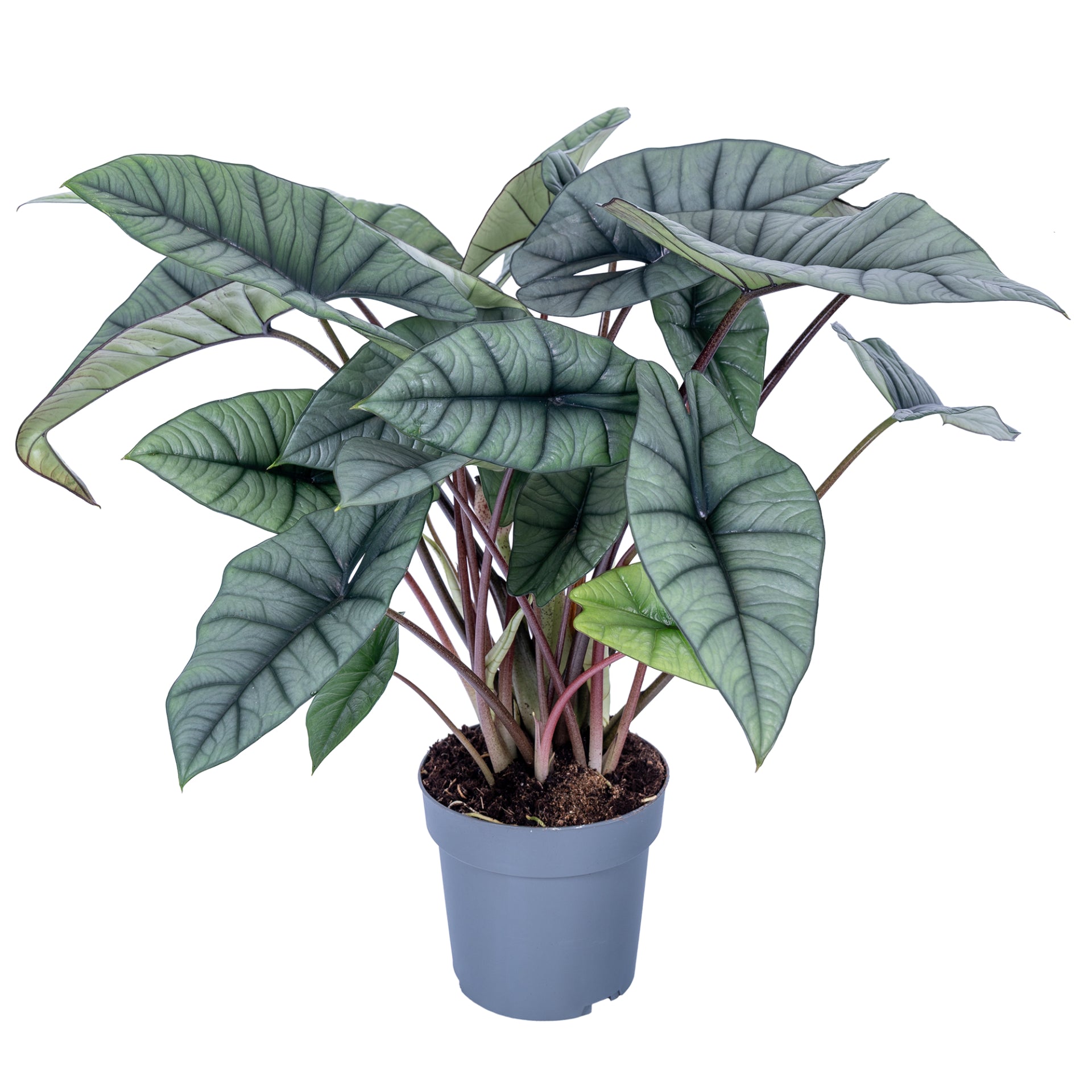 Ichtus Plants Alocasia Platinum Pack of 3