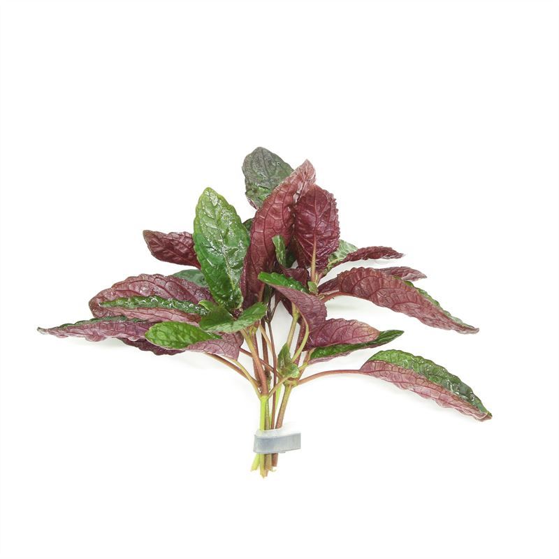 Waterplkw R. Moerings Hemigraphis Hybrid Pack of 10