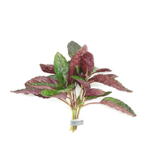 Hemigraphis Hybrid 5cm 2cm Pot