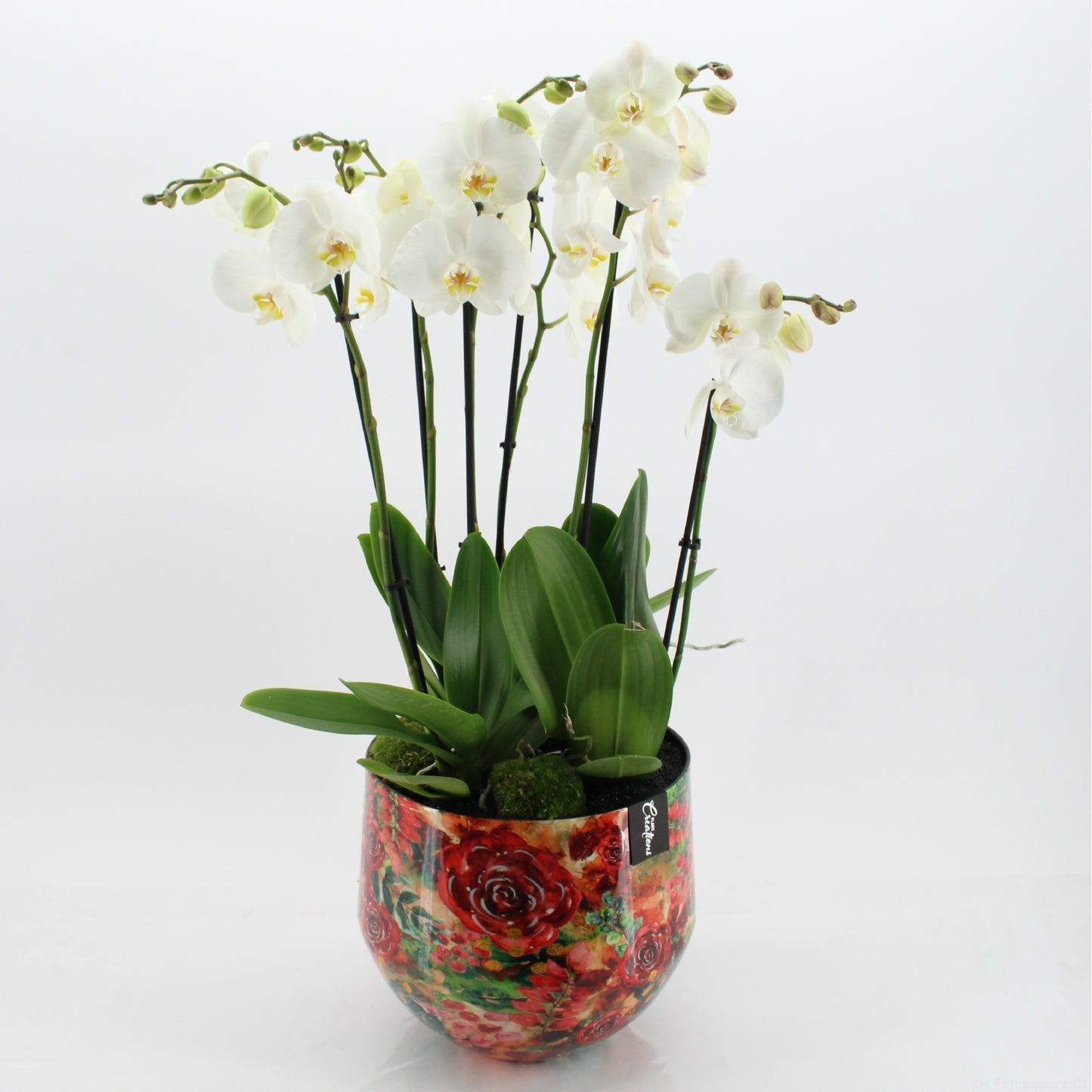 Phalaenopsis arrangement 85cm 28cm Pot