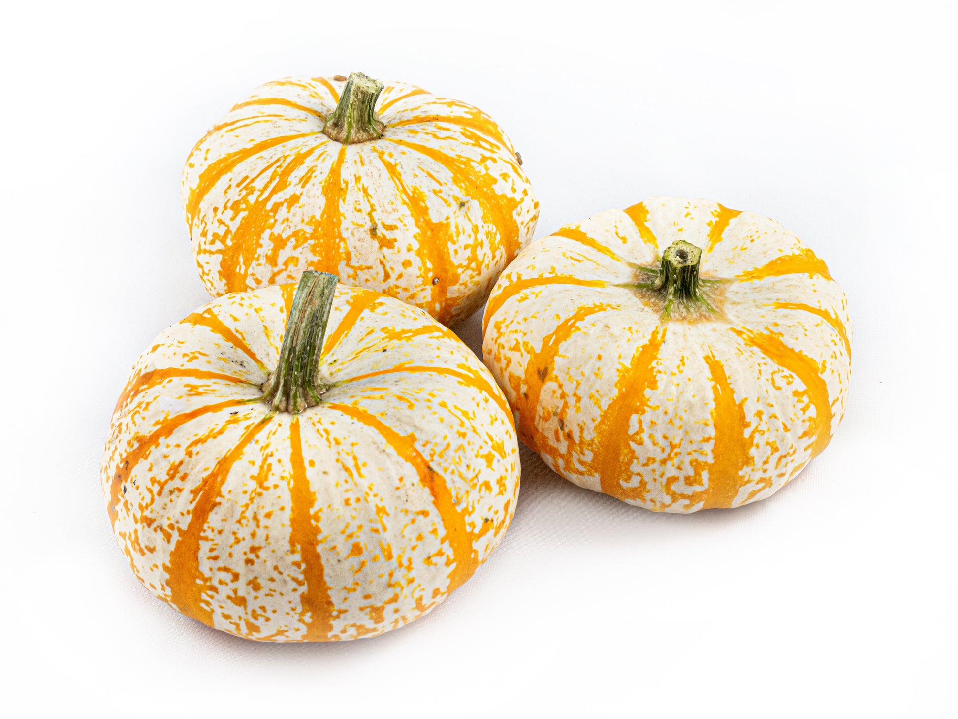 Cucurbita Lil Pump-ke-mon 11cm 12cm Pot