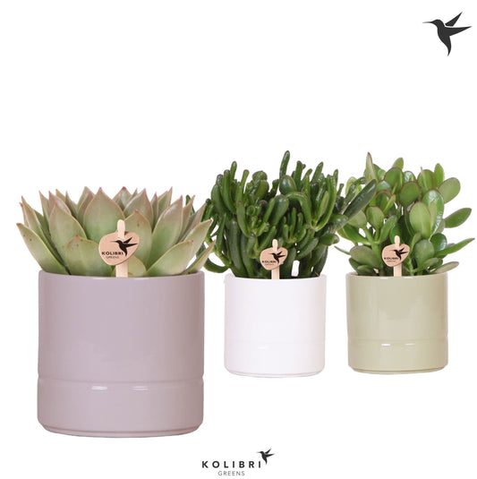 Succulenten mix (+ drp.ceramic) 25cm 12cm Pot