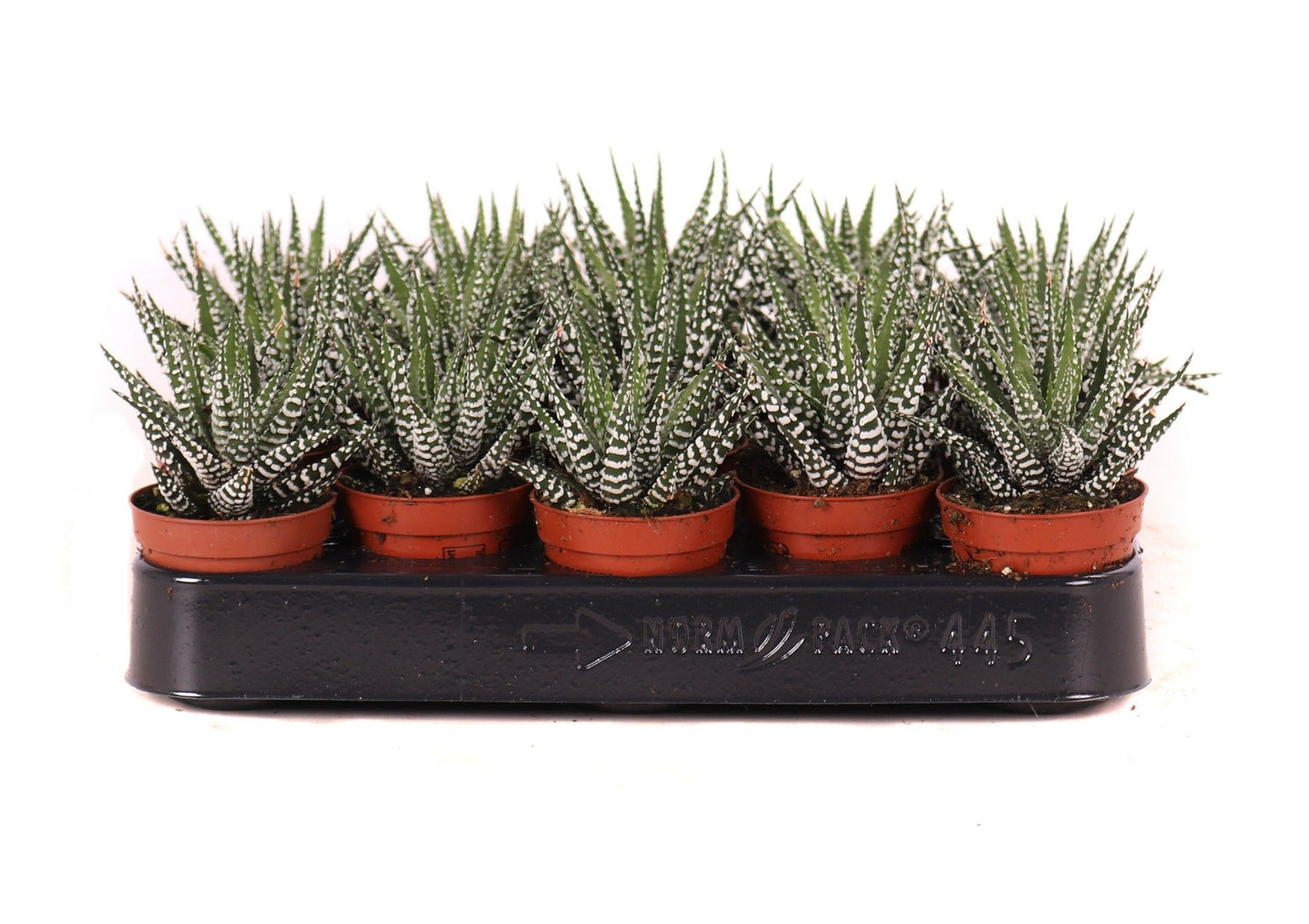 Haworthia Big Band 12cm 505cm Pot