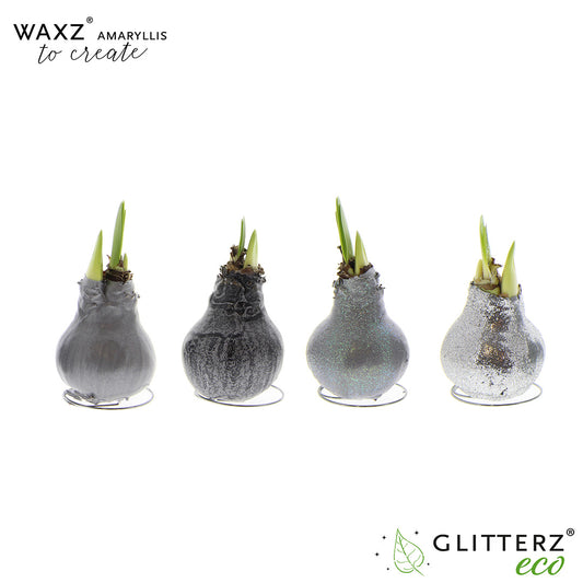 Hippeastrum Waxz to Create Silver 15cm 998cm Pot