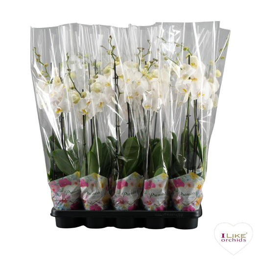 Phalaenopsis white 75cm 12cm Pot