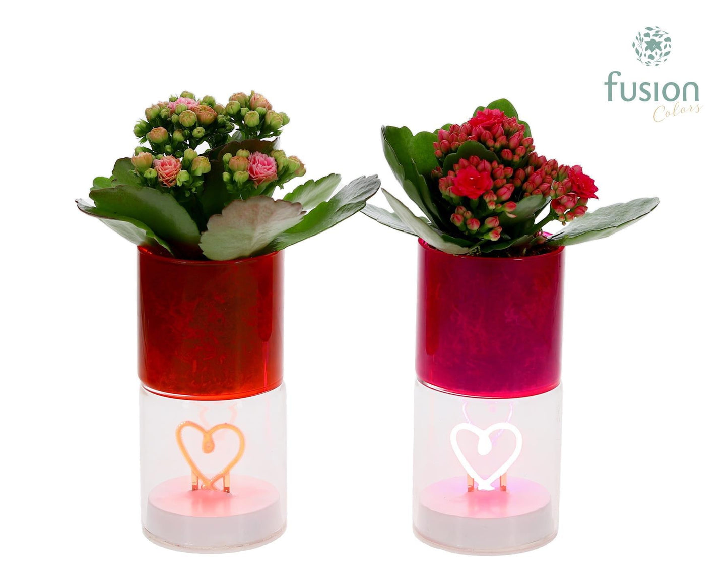 LED hartlicht planter met Kalanchoe 20cm 7cm Pot