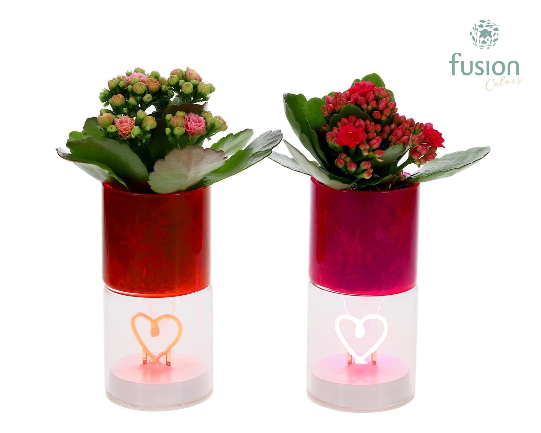 LED hartlicht planter met Kalanchoe 20cm 7cm Pot
