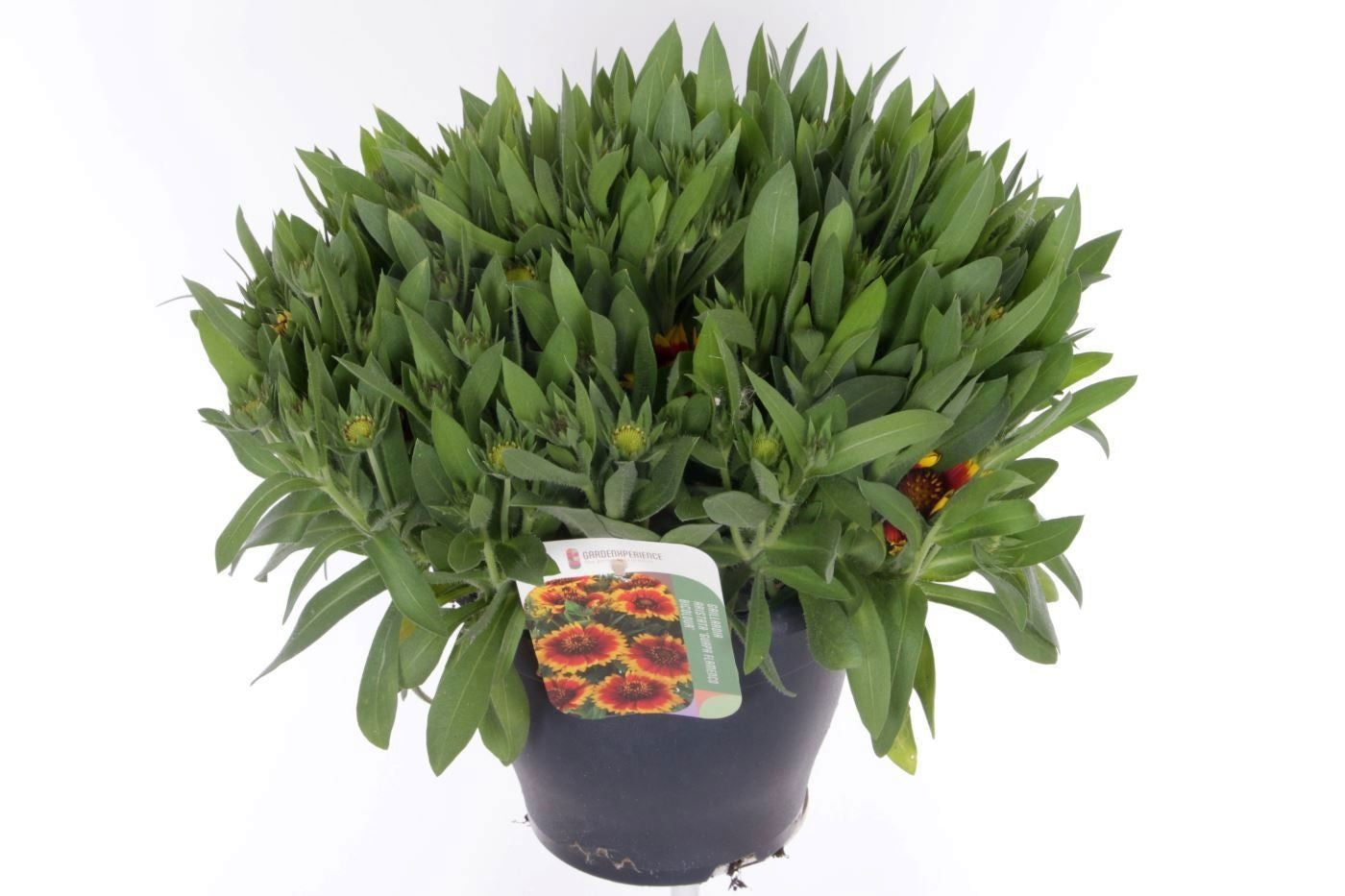 Gaillardia aristata 45cm 23cm Pot