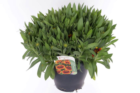 Gaillardia aristata 45cm 23cm Pot