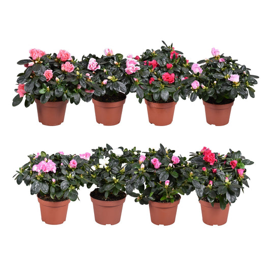 Rhododendron simsii Vogel mix 20cm 11cm Pot
