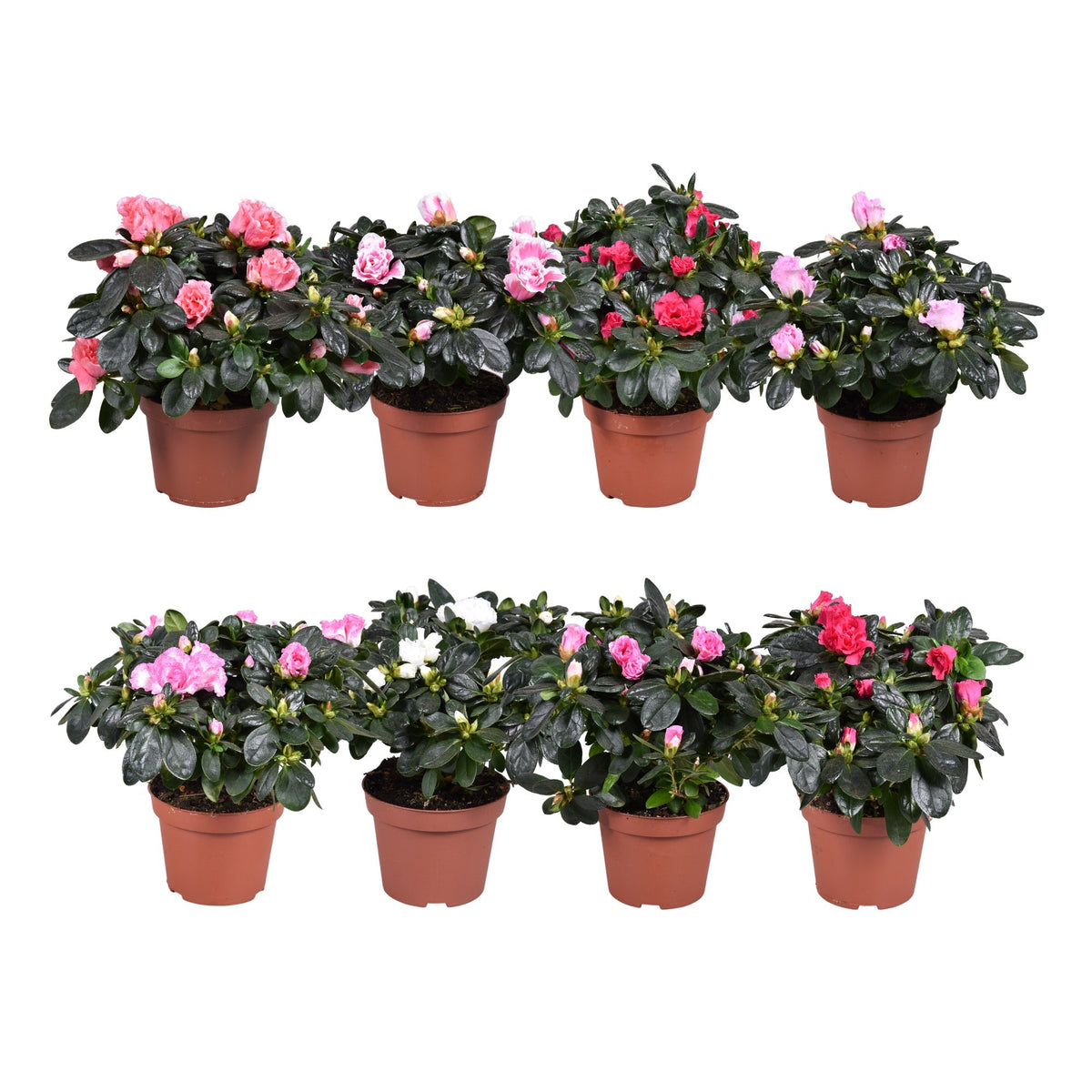 Rhododendron simsii Vogel mix 20cm 11cm Pot