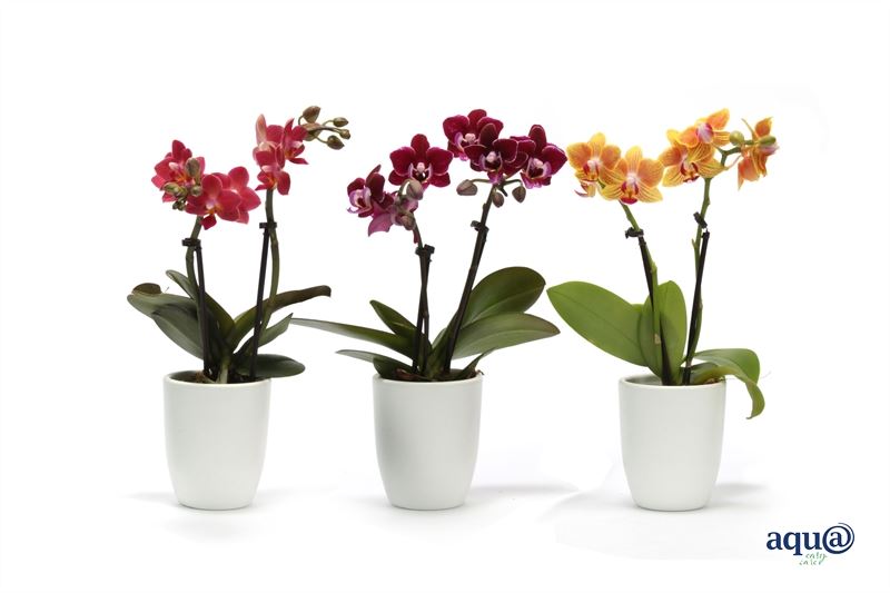 Phalaenopsis hybrid 17cm 6cm Pot