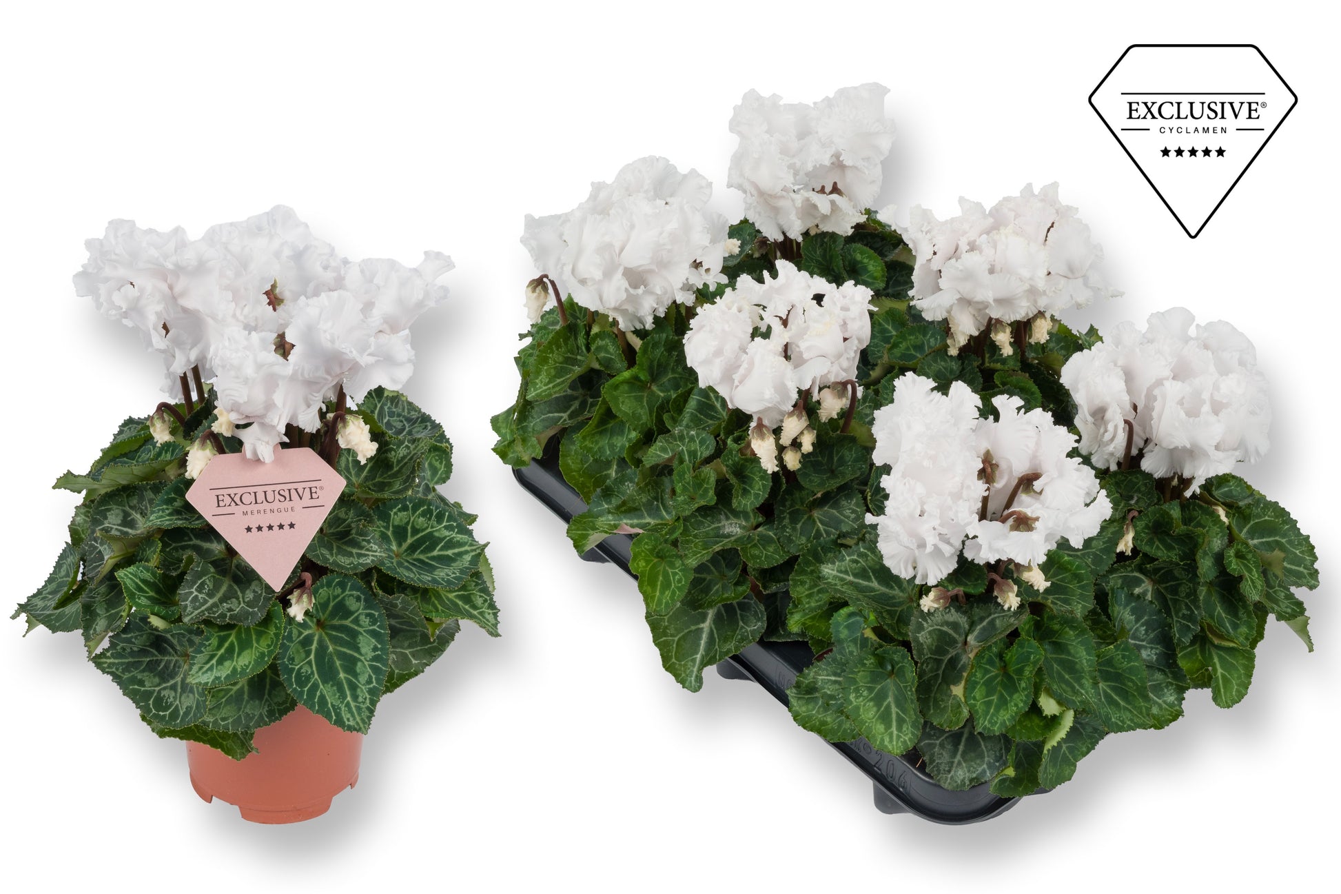 Cyclamen Merengue white 25cm 10.5cm Pot