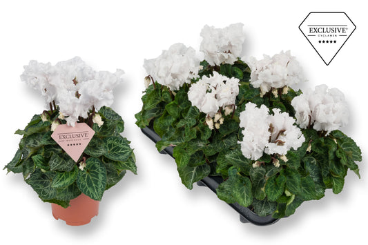Cyclamen Merengue white 25cm 10.5cm Pot