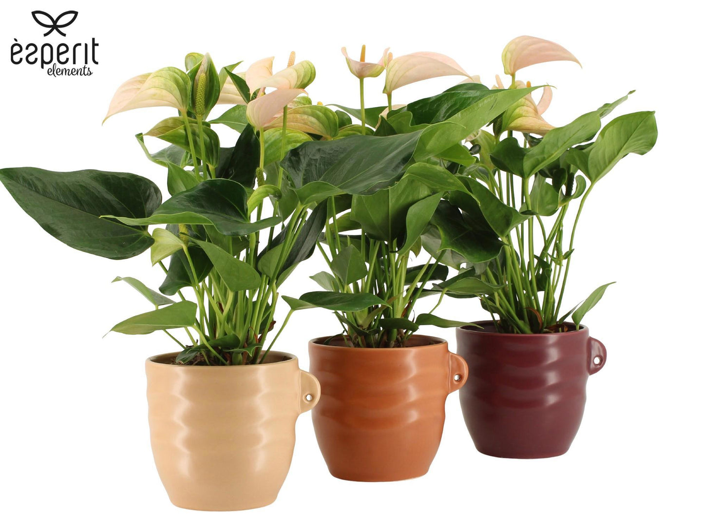 Anthurium Joli Peach 45cm 12cm Pot