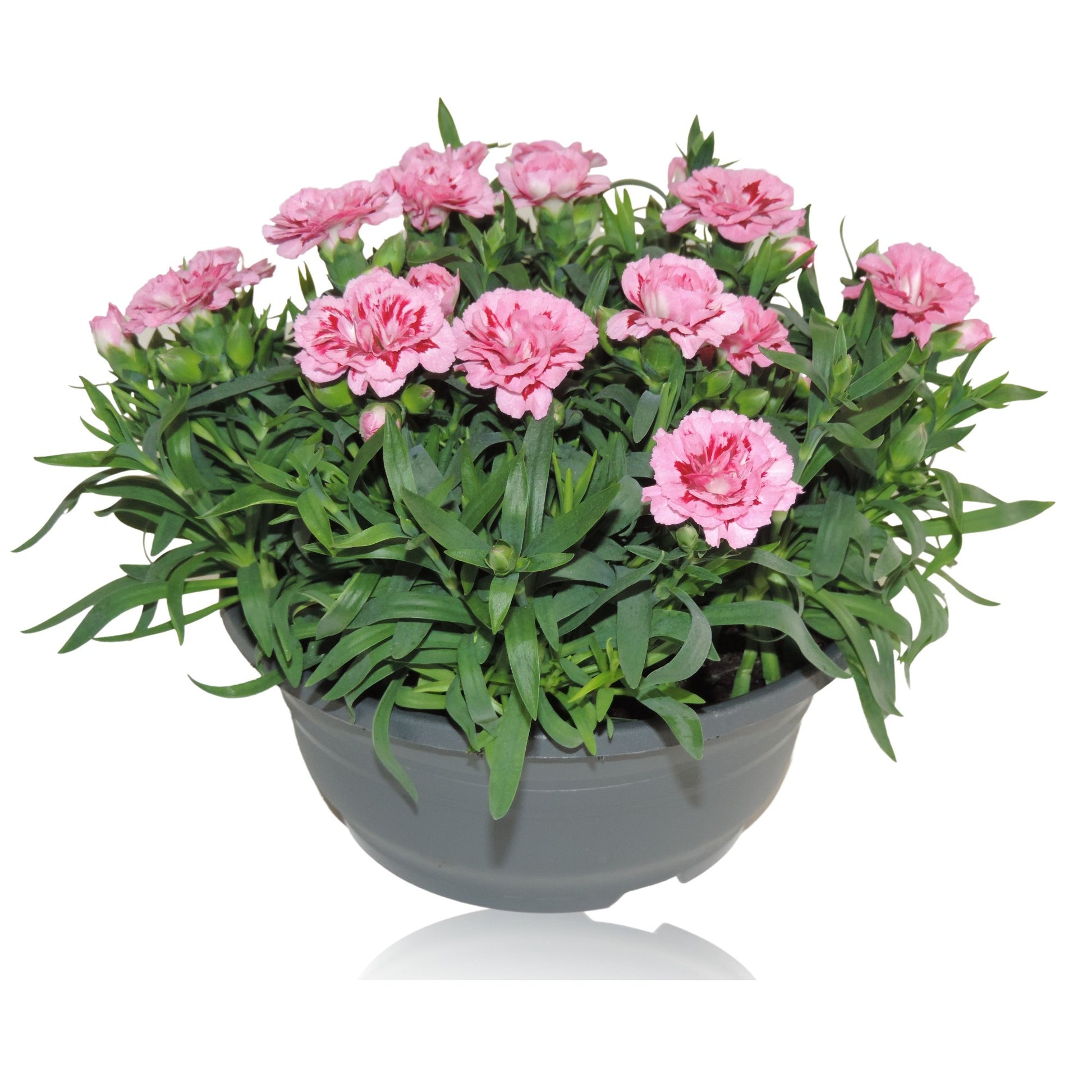 Dianthus Oscar Purple Star 15cm 19cm Pot