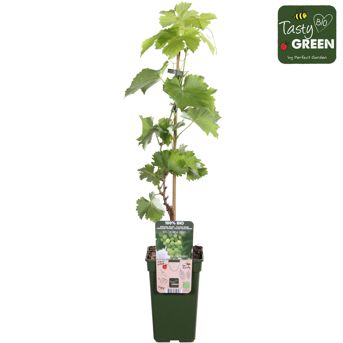 Vitis Attika (Grape) 50cm 19cm Pot