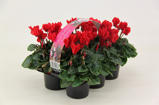Cyclamen Verano Mix 17cm 9cm Pot