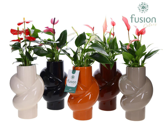 Keramiek draaipot met Anthurium 43cm 13cm Pot