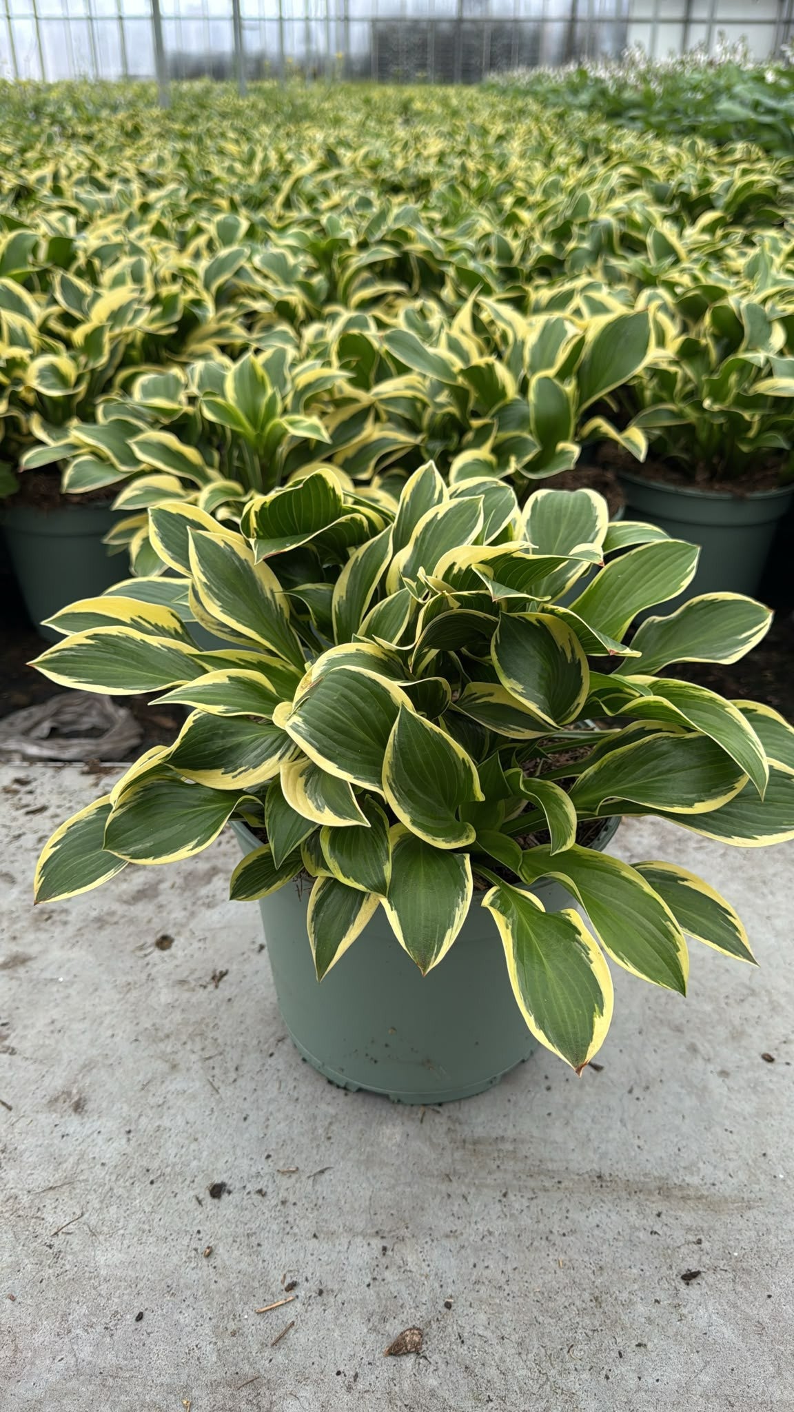 Woudenberg, VOF Gebr. van Hosta Fort. Queen Josephine Pack of 1