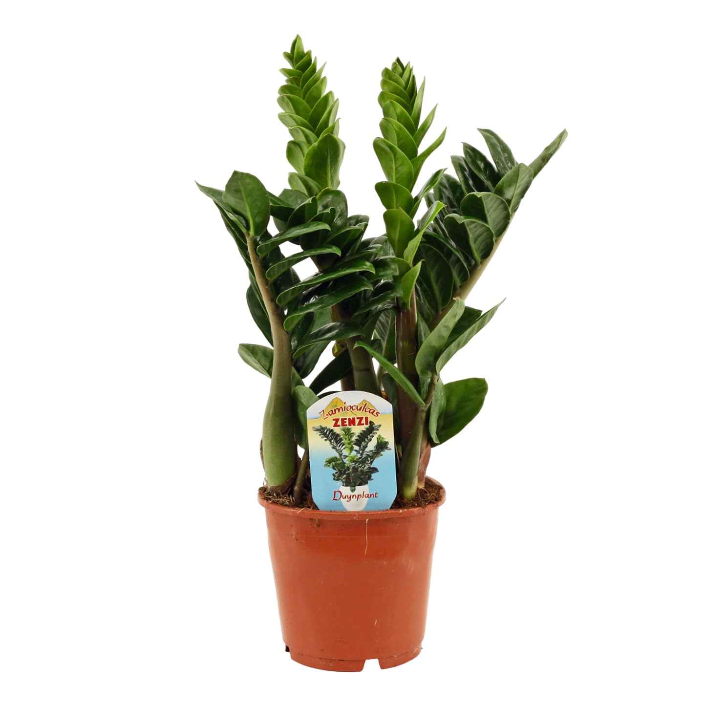 Zamioculcas Zenzi 40cm 14cm Pot