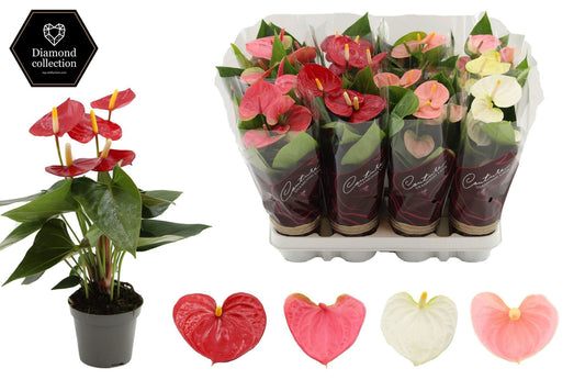 Anthurium mix 25cm 9cm Pot