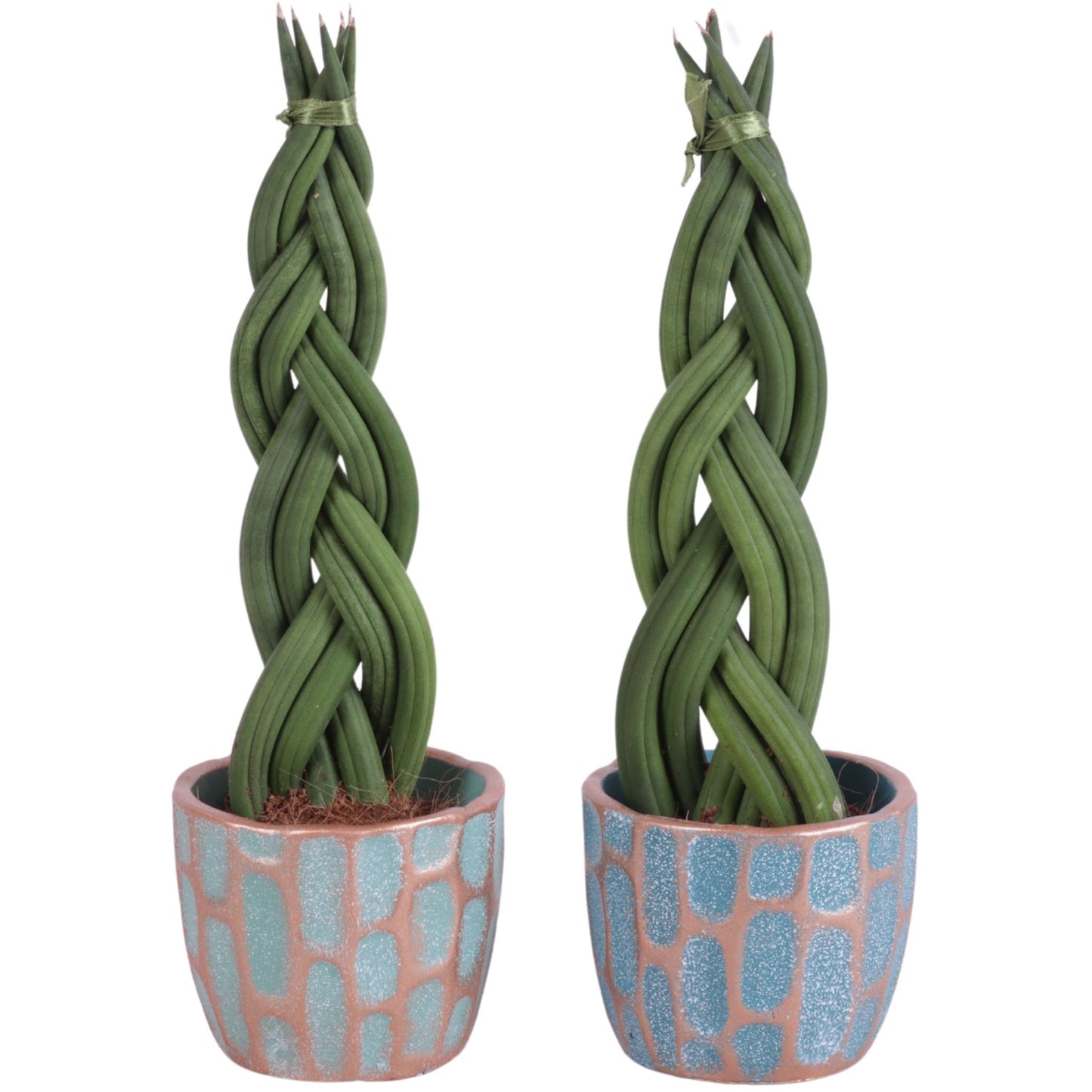 Sansevieria cylindrica 30cm 11cm Pot