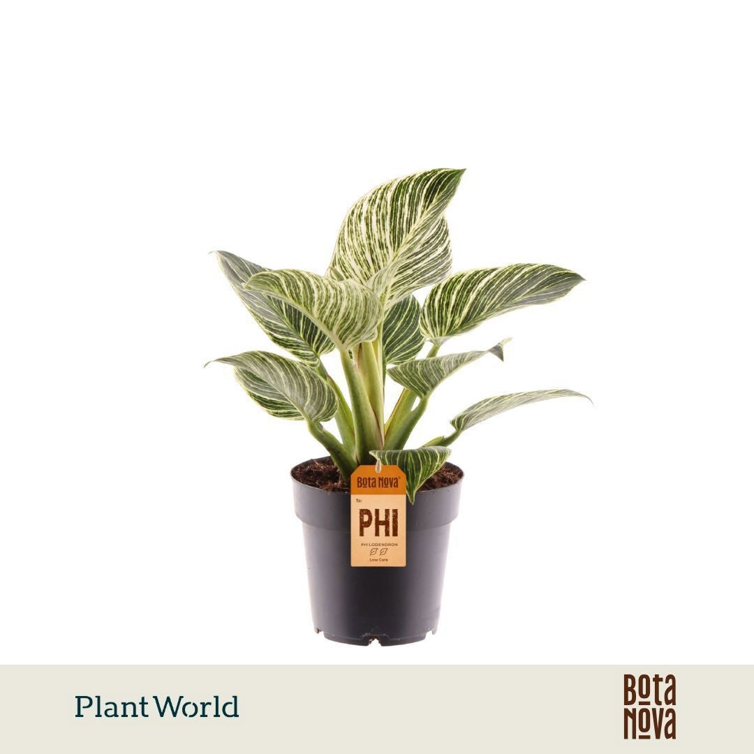 Plantworld Jogrow Philodendron Birkin Pack of 6