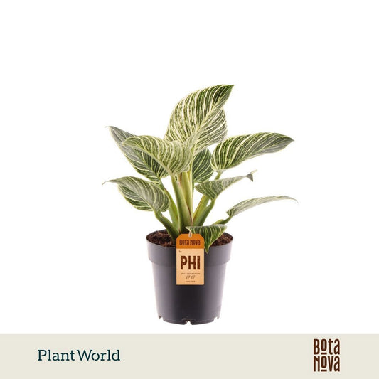 Philodendron Birkin 30cm 14cm Pot
