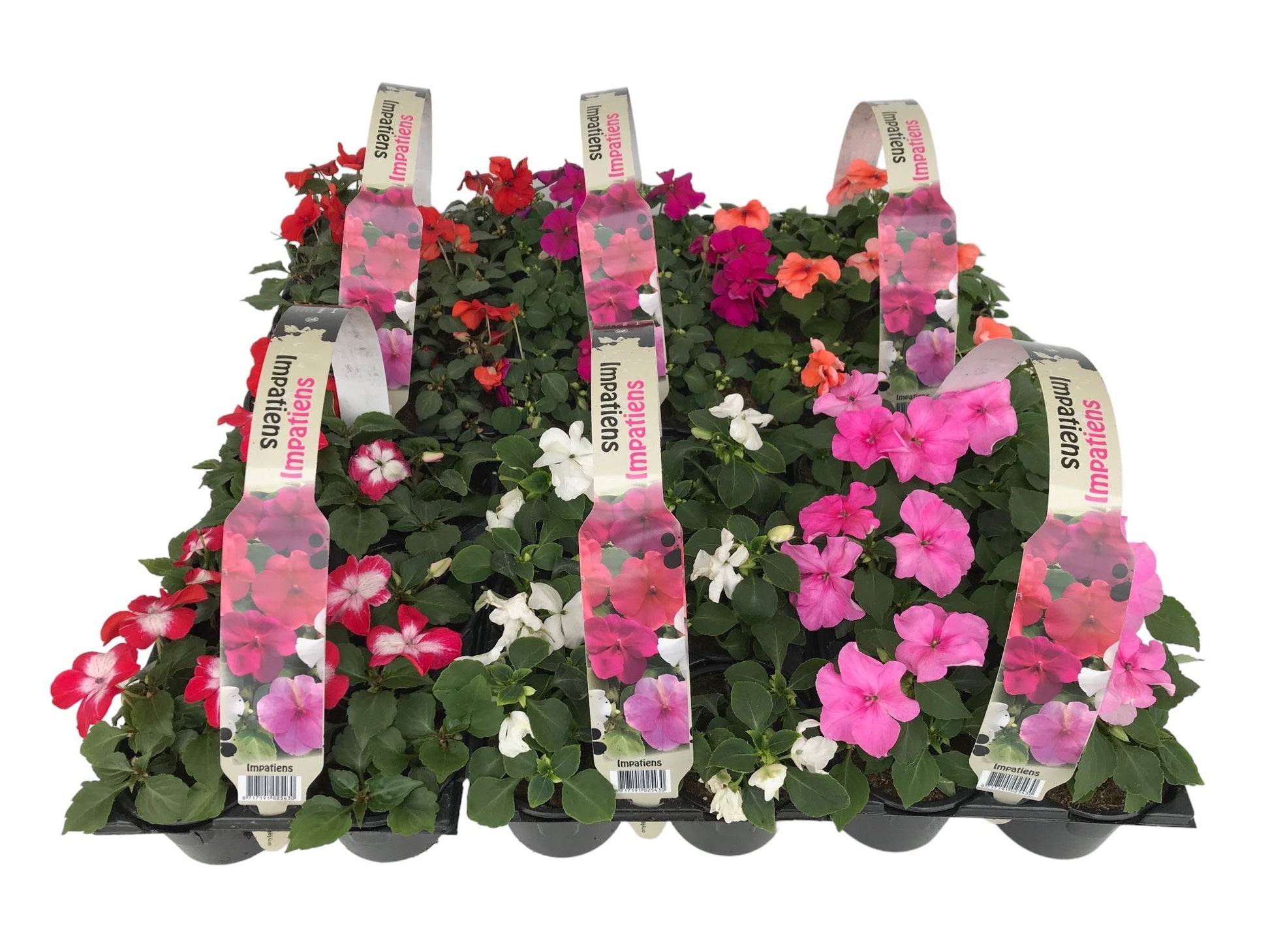 Impatiens wal. mix 15cm 9cm Pot