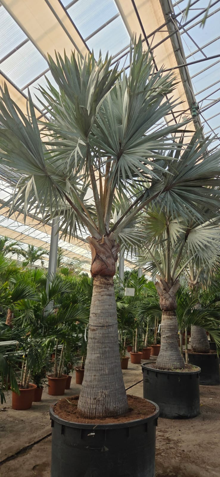 Carludovica palmata 500cm 120cm Pot