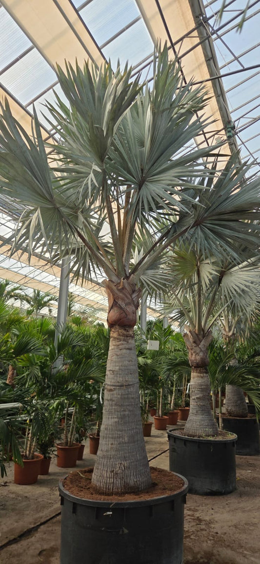 Carludovica palmata 500cm 120cm Pot