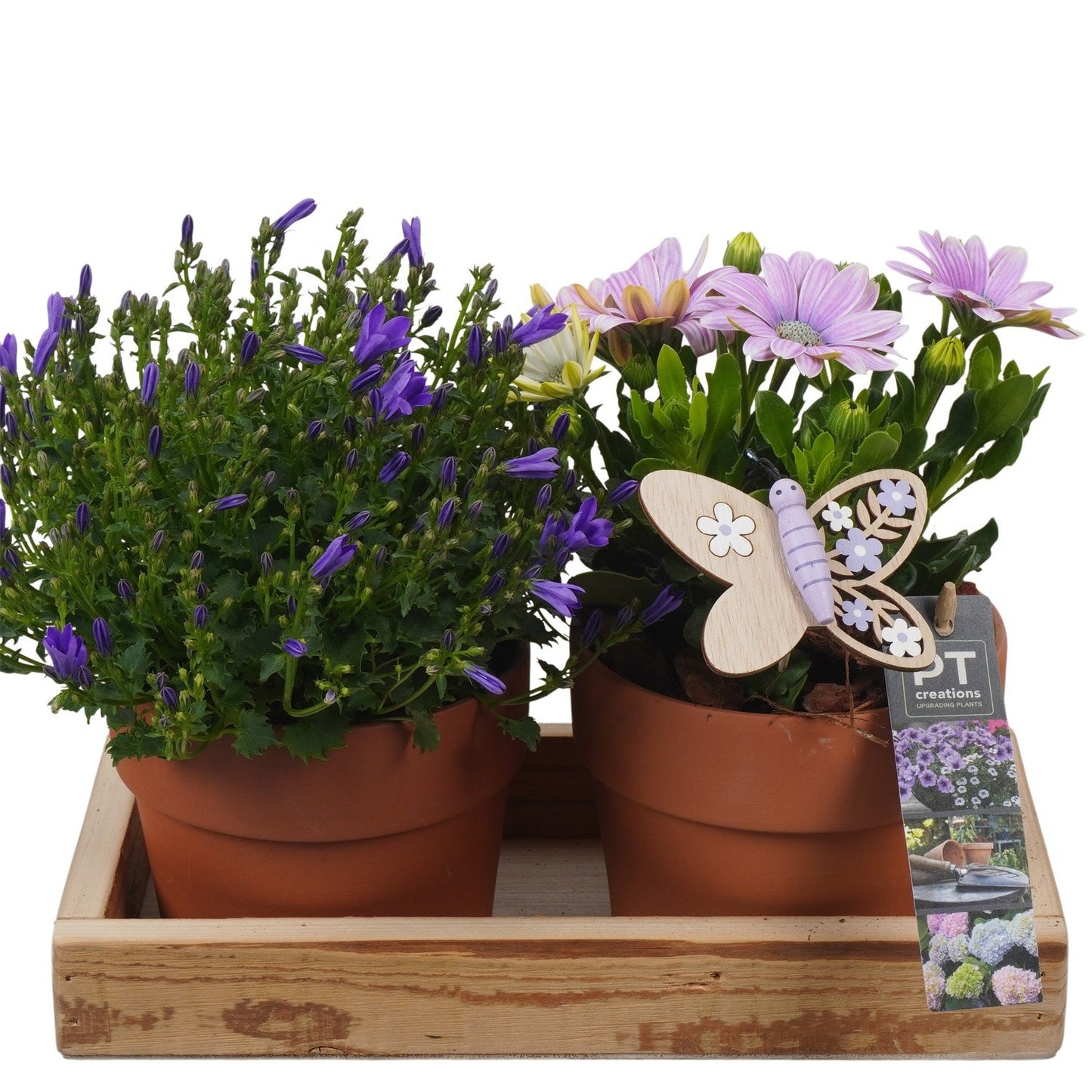 Outdoor arrangement 23cm 27cm Pot