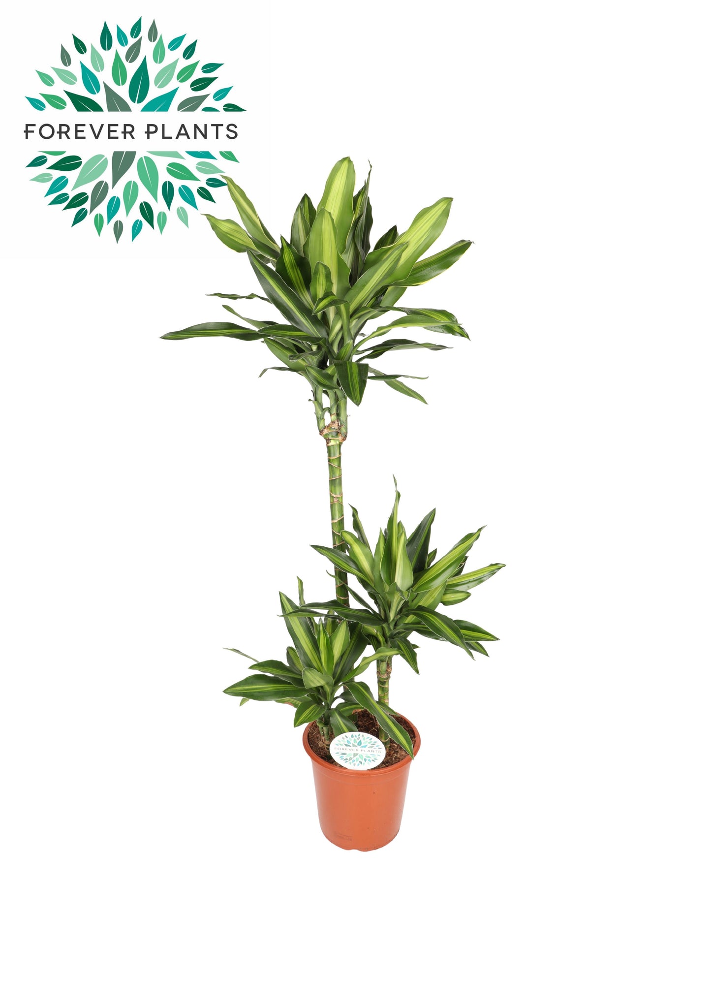 Dracaena frag. Deremensis 125cm 24cm Pot