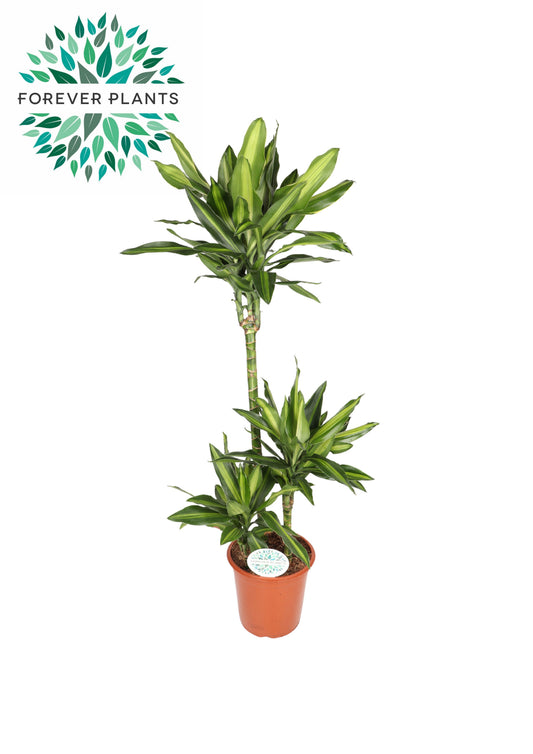 Dracaena frag. Deremensis 125cm 24cm Pot