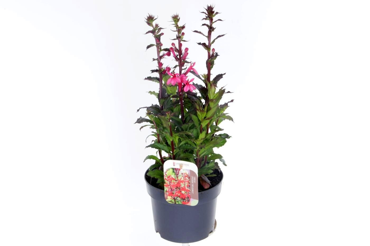 Lobelia spec. Starship Scarlet 50cm 17cm Pot