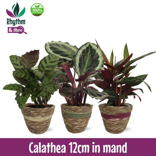 Calathea mix (+ drp.Wood) 40cm 12cm Pot