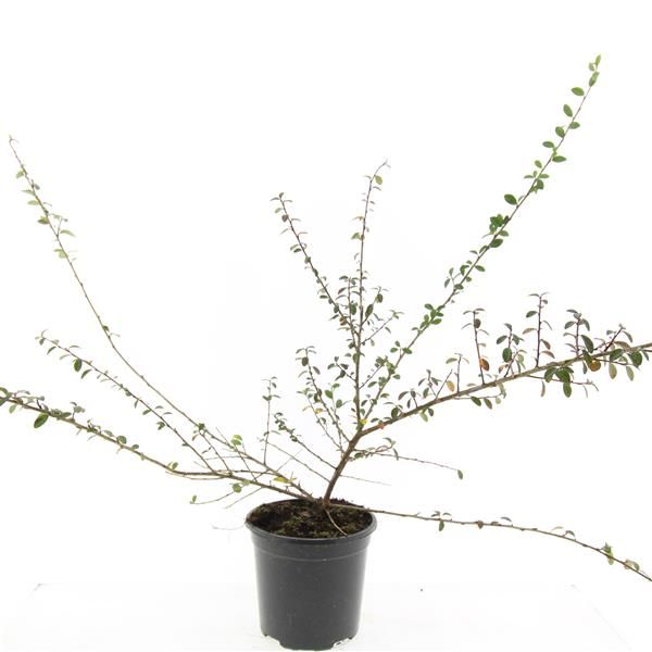 Cotoneaster sue. Coral Beauty 10cm 14cm Pot
