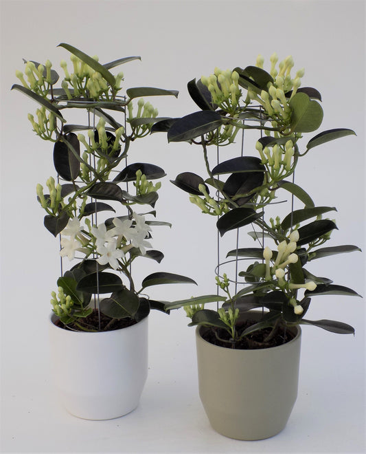 Stephanotis floribunda 50cm 12cm Pot