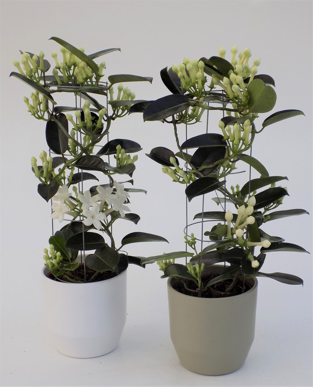 Stephanotis floribunda 50cm 12cm Pot